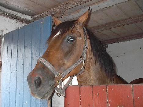 Oldenborg Julie -Julle billede 9