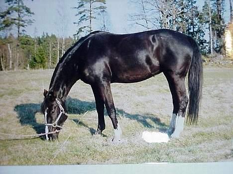 Anden særlig race Gabriella (Gaby) - Mere mad.... billede 4