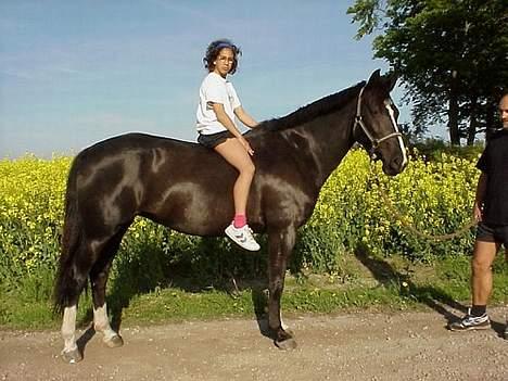 Anden særlig race Gabriella (Gaby) - Min lillesøster på gaby...... billede 6