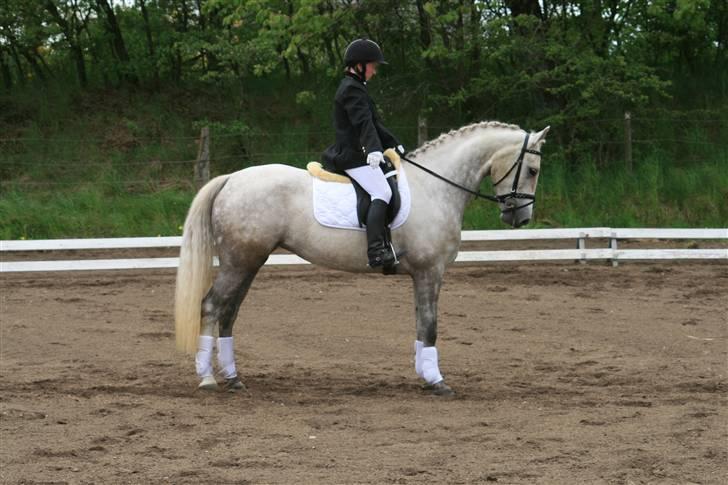 Anden særlig race Miss Furio - Lb2 på GDR billede 3