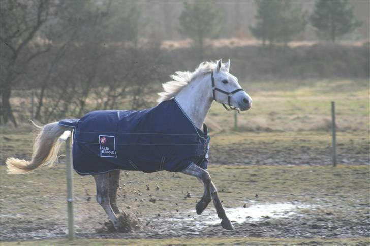 Anden særlig race Miss Furio - Furio på fold billede 5
