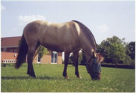 Fjordhest Frikke - *DØD* - Frikke på græsplænen. billede 9