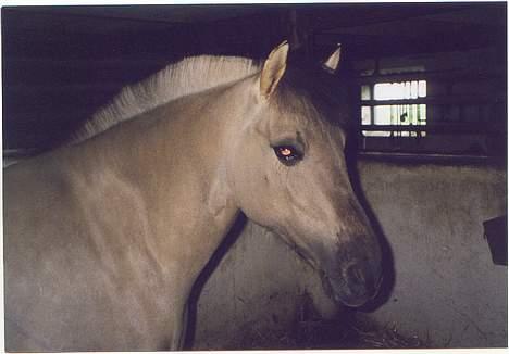 Fjordhest Frikke - *DØD* - Frikke i sin boks i det sønderjyske. billede 10