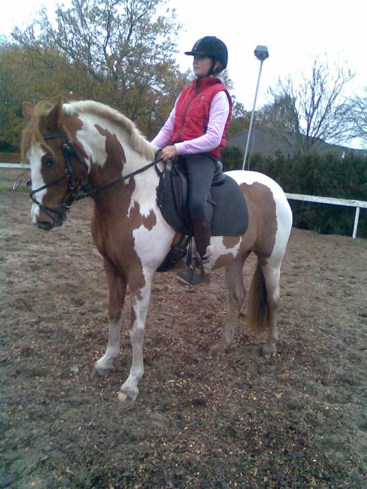 Pinto Caroline - Velkommen til Caroline´s profil:) billede 1