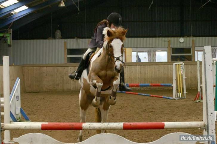 Pinto Caroline - Bramming La billede 2