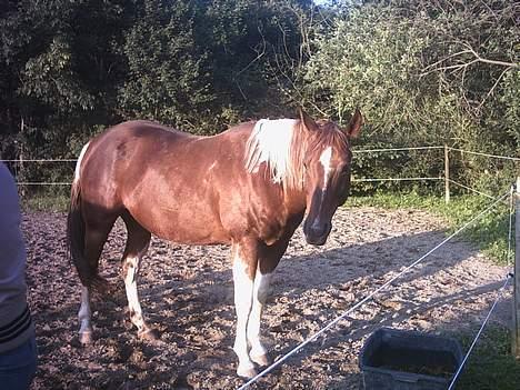 Paint Barkers Leo Sand (Basse). billede 6