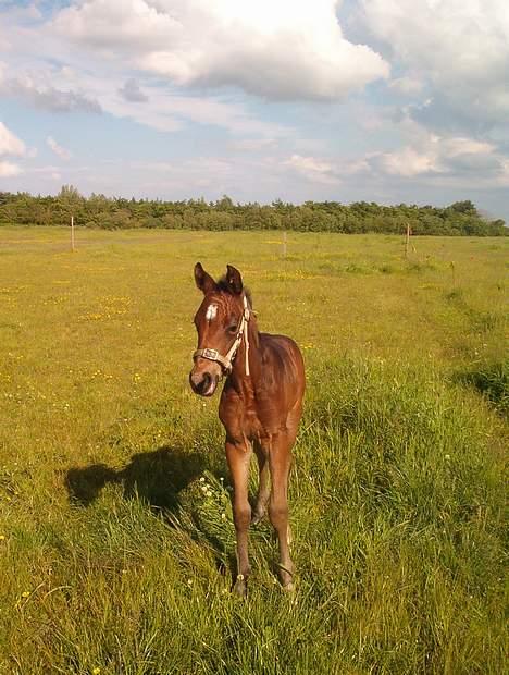 Trakehner Kæragers Rawell - Juni 2003 billede 5