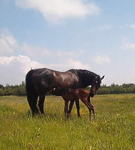 Trakehner Kæragers Rawell - Juni 2003 billede 7