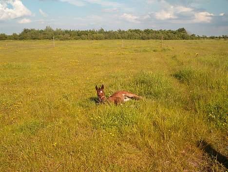 Trakehner Kæragers Rawell - Juli 2003 billede 9