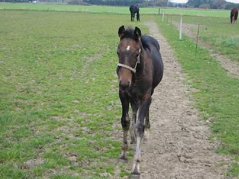Trakehner Kæragers Rawell - Oktober 2003 billede 10
