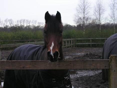 Anden særlig race Dejlige Lucky ! - min dejlige pony nytårsaftensdag....!     =o) billede 2