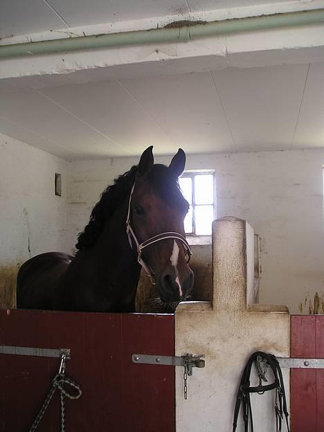 Anden særlig race Dejlige Lucky ! - Lige kommet hjem efter en dejlig stævnedag i Kastrup-Tårnby Rideklub d. 28-8-04. Derfor han er lidt krøllet... HeHe. Står og kigger langt efter noget mad..! billede 9