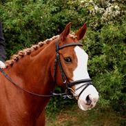 Anden særlig race Bækgårdens Rarfiti SOLGT