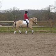 Anden særlig race Rasmus *solgt*