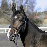 Trakehner Maybe (solgt)