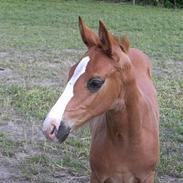 Dansk Varmblod Donna May Z