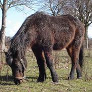 Anden særlig race Fleur *DØD*