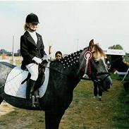 Connemara pento grey