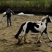 Irish Cob Loddenhøj Gårds Sundance