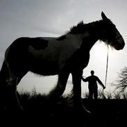Irish Cob Loddenhøj Gårds Sundance
