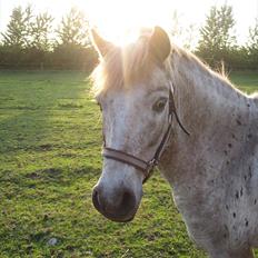 Knabstrupper Prins Balu - R.I.P