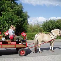 Fjordhest Tone Prinsesse Petersen