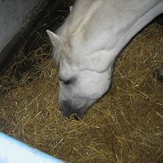 Anden særlig race Quickstep