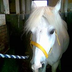 Anden særlig race Quickstep