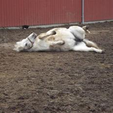 Anden særlig race Quickstep