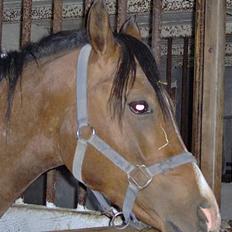 Arabisk fuldblod (OX) T.A. Wadir 