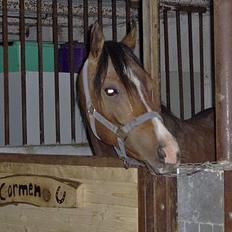 Arabisk fuldblod (OX) T.A. Wadir 