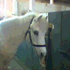 Anden særlig race Cassiopeia -Død /: 