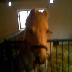 Anden særlig race Cassiopeia -Død /: 