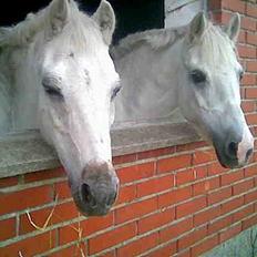 Anden særlig race Cassiopeia -Død /: 