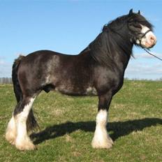 Tinker Hubben Hinkesten (SOLGT)