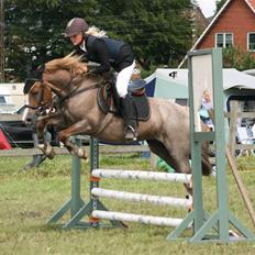 Welsh Cob (sec D) Hatting Kiss