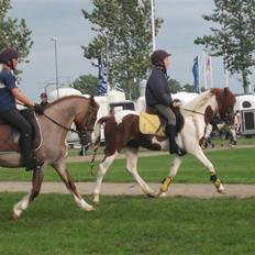 Welsh Cob (sec D) Hatting Kiss