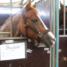 Welsh Cob (sec D) Hatting Kiss
