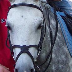 Anden særlig race Romeo (solgt)