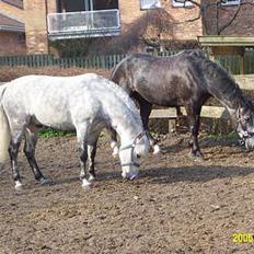 Anden særlig race Romeo (solgt)