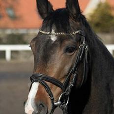 Trakehner Maybe (solgt)