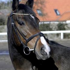 Trakehner Maybe (solgt)