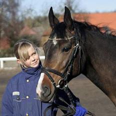 Trakehner Maybe (solgt)