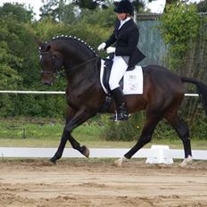 Dansk Varmblod Tjørnelund's Revolution