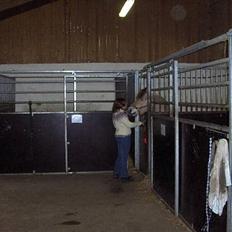 Fjordhest Daniel Halsnæs