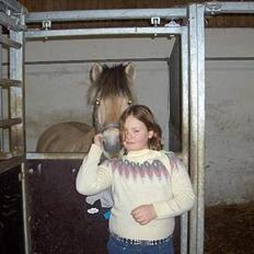 Fjordhest Daniel Halsnæs