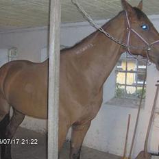 Traver ego kongshøj DØD SNØFT