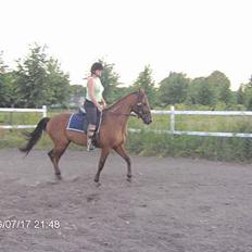 Traver ego kongshøj DØD SNØFT