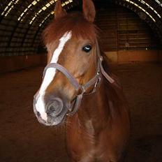 Anden særlig race Hanandy Fanchefly