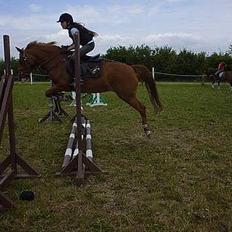 Hollandsk Sportspony Fiona